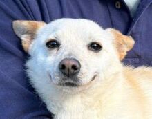 BUFFY, Hund, Mischlingshund in Nordmazedonien