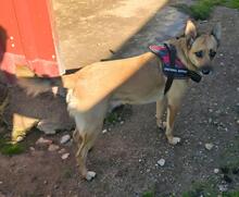 KISHA, Hund, Deutscher Schäferhund in Spanien