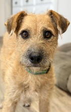LOLA, Hund, Mischlingshund in Spanien