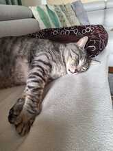 DURE, Katze, Hauskatze in Kirchheim