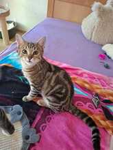 RUNA, Katze, Hauskatze in Kirchheim