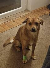 MRWAFFELS, Hund, Mischlingshund in Nürnberg