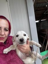 PAULCHEN, Hund, Mischlingshund in Rumänien