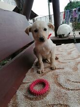 PEARL, Hund, Mischlingshund in Rumänien