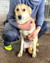 SURI, Hund, Pointer in Bulgarien