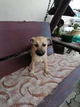 PERCY, Hund, Mischlingshund in Rumänien