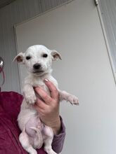 PICO, Hund, Mischlingshund in Rumänien