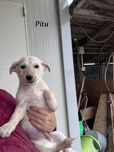 PITU, Hund, Mischlingshund in Rumänien
