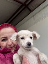 PUMBA, Hund, Mischlingshund in Rumänien