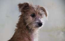 PRINCESSA, Hund, Mischlingshund in Portugal