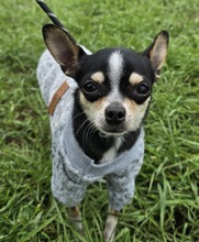 MAXIMUS, Hund, Chihuahua in Ungarn