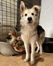 RANTE, Hund, Mischlingshund in Italien