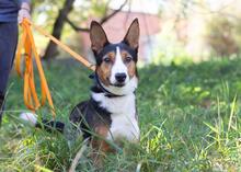 NICK, Hund, Basenji-Mix in Ukraine