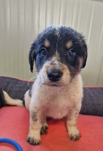 GANDI, Hund, Mischlingshund in Wedemark