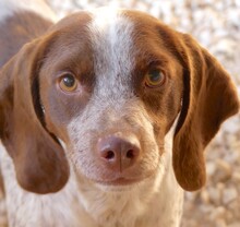CHIP3, Hund, Beagle-Mix in Zypern
