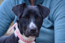 SEBES, Hund, Mischlingshund in Ungarn