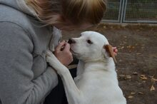 STELLA, Hund, Mischlingshund in Ungarn