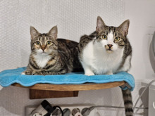 NICCA, Katze, Europäisch Kurzhaar in Bulgarien