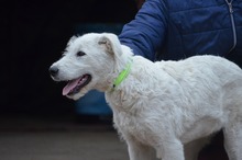 EMIL, Hund, Herdenschutzhund in Ungarn