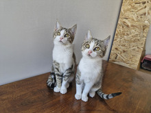 ROSEMARIE, Katze, Europäisch Kurzhaar in Bulgarien