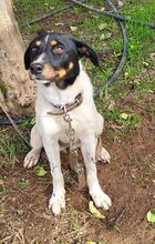 BRISA, Hund, Bodeguero Andaluz in Spanien