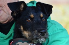 BATMAN, Hund, Mischlingshund in Ungarn