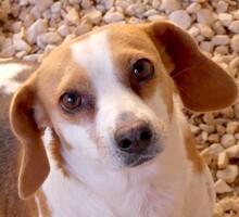 BETHANY3, Hund, Mischlingshund in Zypern