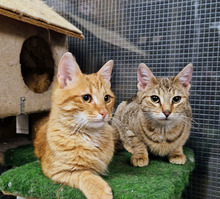 GINGER, Katze, Europäisch Kurzhaar in Bulgarien