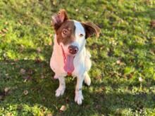 PRIVA, Hund, Mischlingshund in München