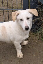 TAURO, Hund, Mischlingshund in Vorra