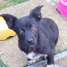 CORRY, Hund, Mischlingshund in Obertrubach