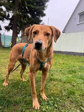 RONAN, Hund, Mischlingshund in Langenzenn