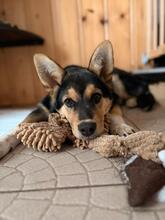 NALA, Hund, Mischlingshund in Schöningen