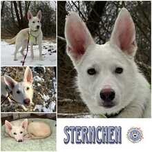 STERNCHEN, Hund, Mischlingshund in Berlin