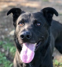 BRUCE, Hund, Labrador-Schäferhund-Mix in Moers
