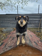 CHARLIE, Hund, Mischlingshund in Bulgarien