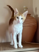 RICHIE, Katze, Hauskatze in Zypern