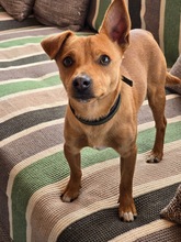 JACK, Hund, Mischlingshund in Bulgarien