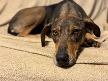 RUNA, Hund, Mischlingshund in Floß