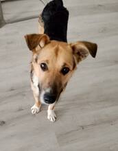 RAMBO, Hund, Mischlingshund in Bechhofen