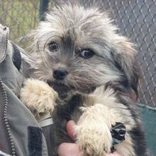 YALA, Hund, Mischlingshund in Nürnberg