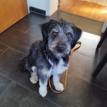 ROSI, Hund, Mischlingshund in Roßtal