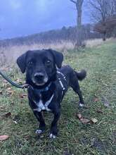 GOBI, Hund, Mischlingshund in Hartenholm