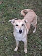 PANNA, Hund, Mischlingshund in Hersbruck