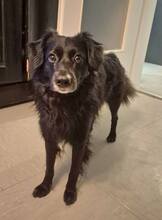 SHADOW, Hund, Mischlingshund in Nürnberg