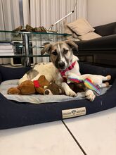 LINDA, Hund, Mischlingshund in Karlsruhe