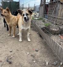 ERNIE, Hund, Mischlingshund in Rumänien