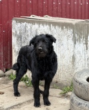 ENZO, Hund, Mischlingshund in Rumänien