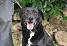 BROGAN, Hund, Mischlingshund in Italien