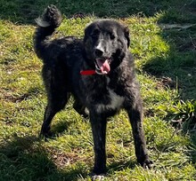 TIGER, Hund, Mischlingshund in Aerzen